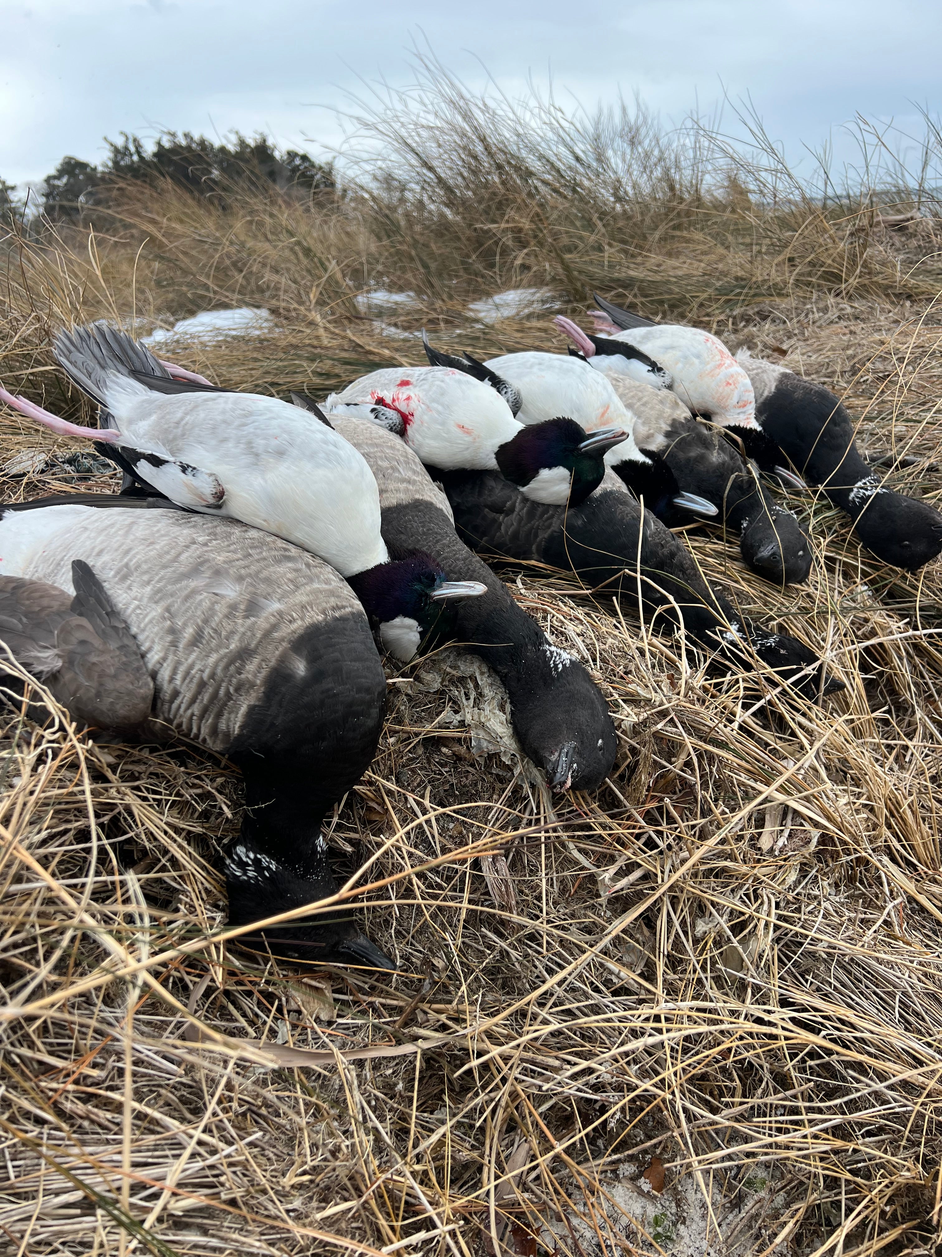 Guided Delaware Brant/Diver Duck Hunt