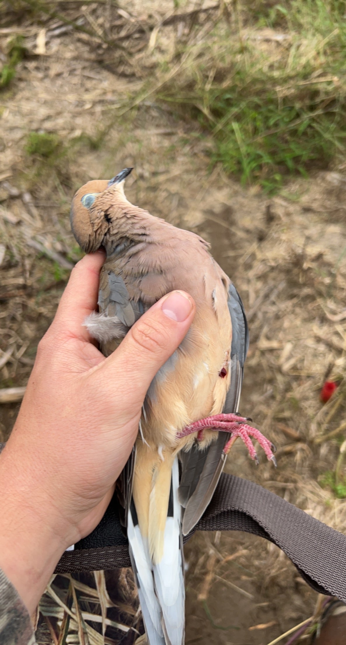 Guided Delaware Dove Hunt